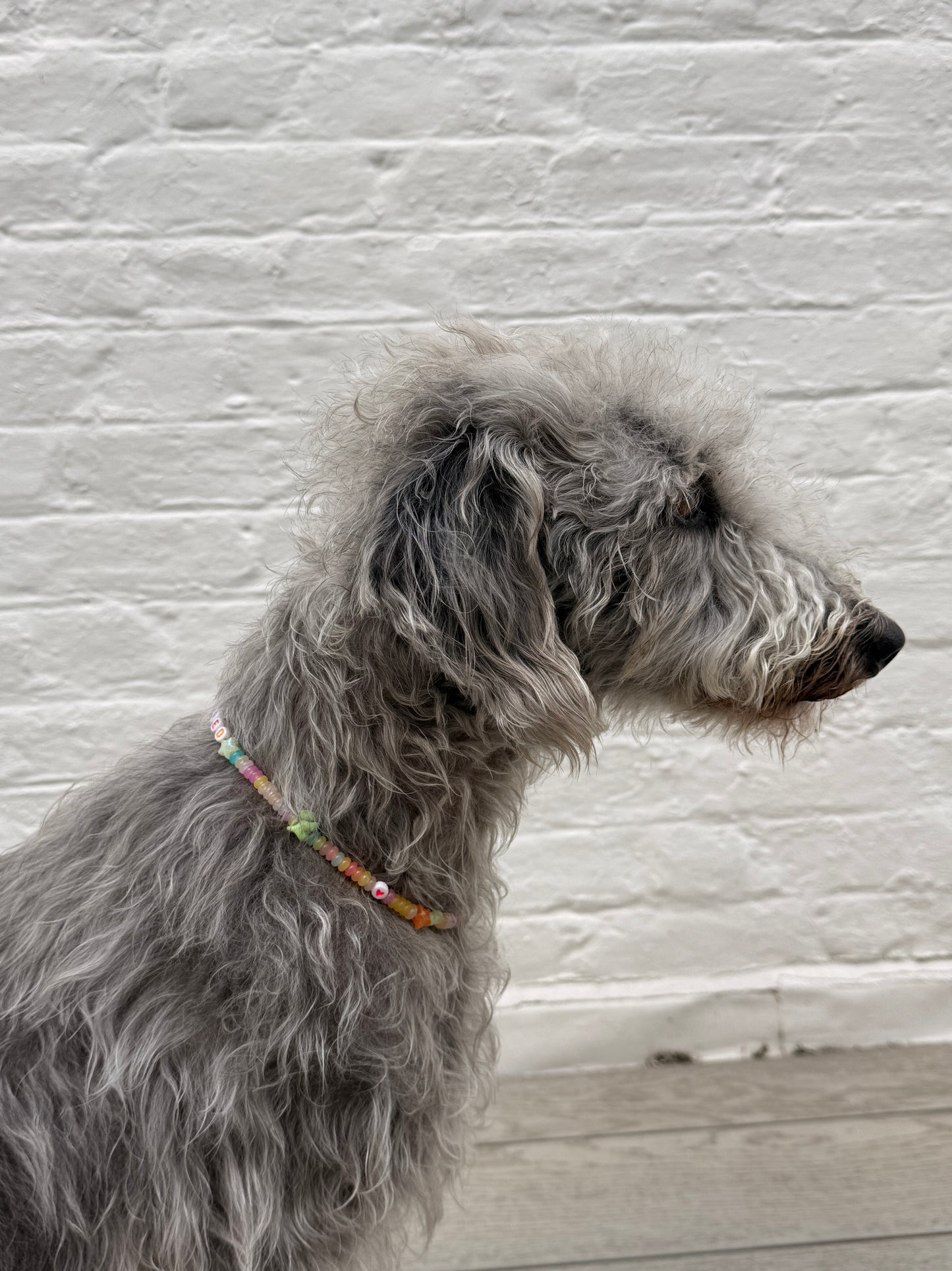 Personalised Pet Charm Collar