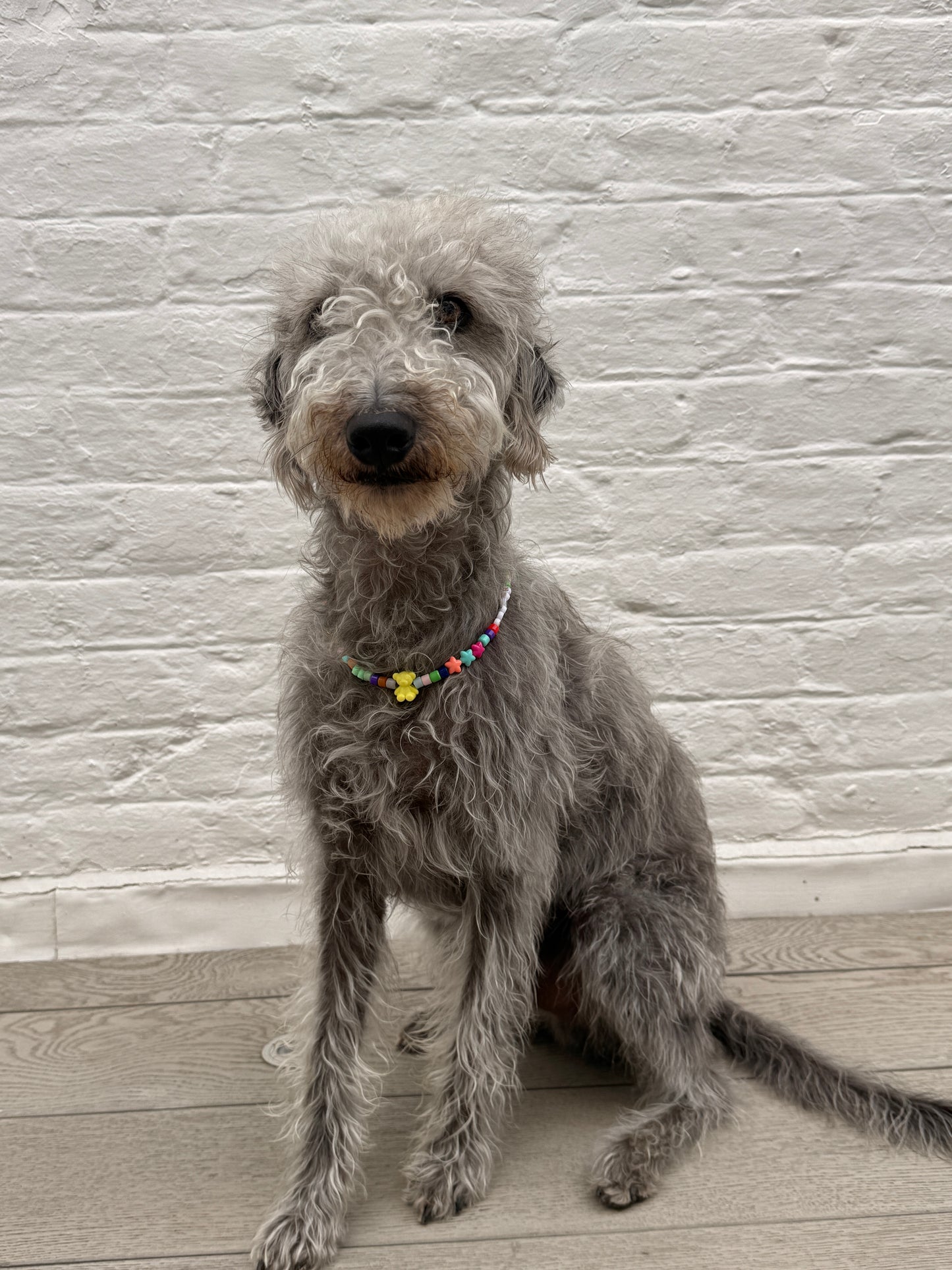 Personalised Pet Charm Collar