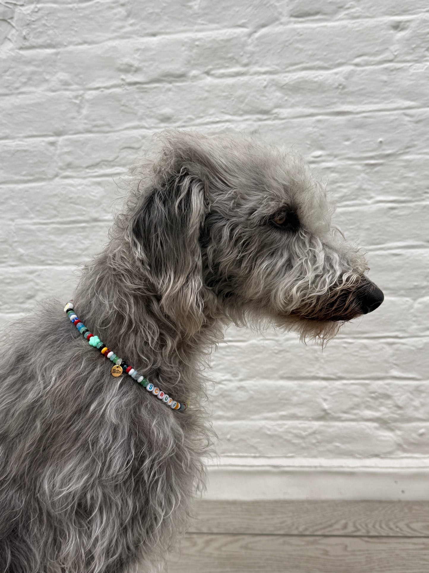 Personalised Pet Charm Collar